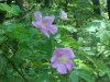 Prickly Wild Rose (Rosa acicularis)
