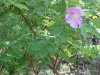 Prickly Wild Rose (Rosa acicularis)