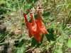 Red Columbine (Aquilegia canadensis)