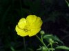 Meadow Buttercup / Common Buttercup (Ranunculus acris)