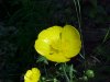 Meadow Buttercup / Common Buttercup (Ranunculus acris)