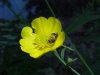 Meadow Buttercup / Common Buttercup (Ranunculus acris)
