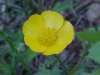 Meadow Buttercup / Common Buttercup (Ranunculus acris)