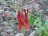 Red Columbine (Aquilegia canadensis)