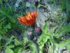 Orange Hawkweed; Devil's Paintbrush (Hieracium aurantiacum)