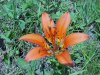 Wood Lily (Lilium philadelphicum)