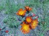 Orange Hawkweed; Devil's Paintbrush (Hieracium aurantiacum)