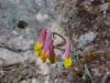Pink Corydalis / Pale Corydalis (Corydalis sempervirens)