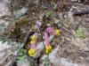 Pink Corydalis / Pale Corydalis (Corydalis sempervirens)