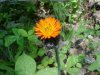 Orange Hawkweed; Devil's Paintbrush (Hieracium aurantiacum)