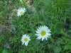 Oxeye Daisy (Leucanthemum vulgare; Chrysanthemum leucanthemum)