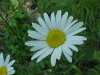 Oxeye Daisy (Leucanthemum vulgare; Chrysanthemum leucanthemum)