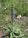 Viper's Bugloss; Blueweed (Echium vulgare)