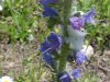 Viper's Bugloss; Blueweed (Echium vulgare)