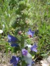 Viper's Bugloss; Blueweed (Echium vulgare)