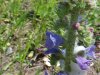 Viper's Bugloss; Blueweed (Echium vulgare)