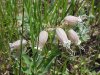 Bladder Campion (Silene vulgaris)