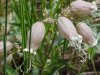 Bladder Campion (Silene vulgaris)