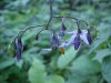 Bittersweet Nightshade; Climbing Nightshade; Deadly Nightshade (Solanum dulcamara) (Its toxin is not fatal)