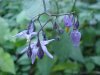Bittersweet Nightshade; Climbing Nightshade; Deadly Nightshade (Solanum dulcamara) (Its toxin is not fatal)