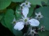 Bramble/Blackberry flower (Rubus fruticosus agg)
