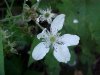 Bramble/Blackberry flower (Rubus fruticosus agg)