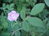 Smooth Wild Rose (Rosa blanda)