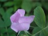 Smooth Wild Rose (Rosa blanda)
