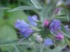 Viper's Bugloss; Blueweed (Echium vulgare)