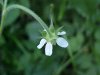 possible White Avens (Gillenia canadense)