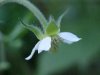 possible White Avens (Gillenia canadense)