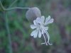 Bladder Campion (Silene vulgaris)