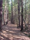Trail path beside McElligot Drive