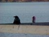 Crow relaxing at the marina with a can of drink