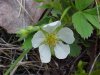 Virginia Strawberry ; Common Strawberry (Fragaria virginiana)