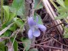 Common Blue Violet (Viola sororia)