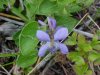 Common Blue Violet (Viola sororia)