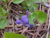 Common Blue Violet; Wooly Blue Violet (Viola sororia)