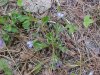 Common Blue Violet; Wooly Blue Violet (Viola sororia)