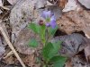 Common Blue Violet; Wooly Blue Violet (Viola sororia)