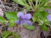 Common Blue Violet; Wooly Blue Violet (Viola sororia)