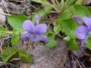 Common Blue Violet; Wooly Blue Violet (Viola sororia)