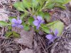 Common Blue Violet; Wooly Blue Violet (Viola sororia)