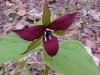 Red Trillium; Purple Trillium; Stinking Benjamin; Wake-Robin (Trillium erectum)