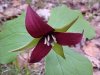 Red Trillium; Purple Trillium; Stinking Benjamin; Wake-Robin (Trillium erectum)