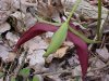 Purple Trillium; Stinking Benjamin (Trillium erectum)