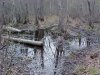 Mud and bogs of the Four Seasons Trail