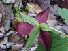 Red Trillium; Purple Trillium; Stinking Benjamin; Wake-Robin (Trillium erectum)