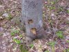 Tree hole made by a Woodpecker