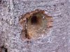 Tree hole made by a Woodpecker